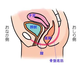 正常状態の方の体内の様子のイラスト